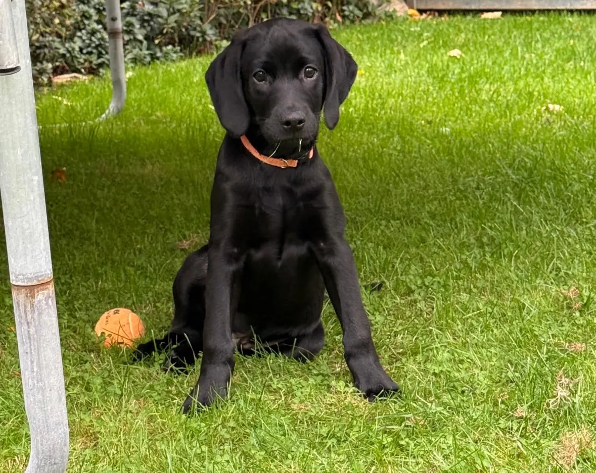 A Pittfield puppy at home with its new family