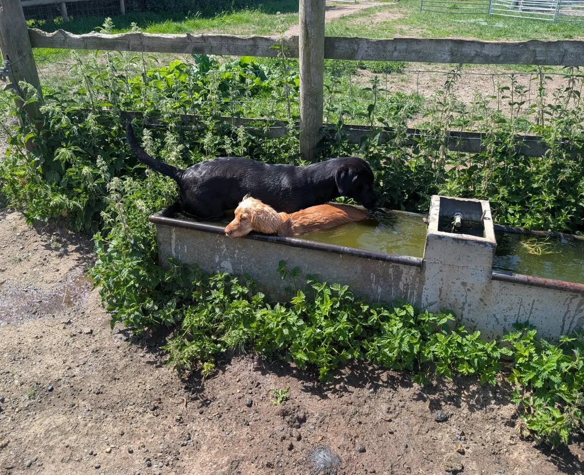 A Pittfield puppy at home with its new family