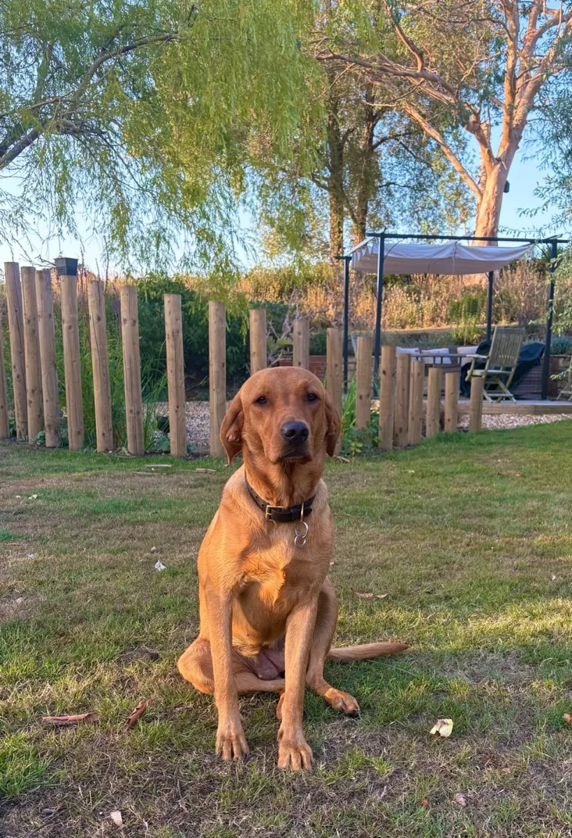A Pittfield puppy at home with its new family