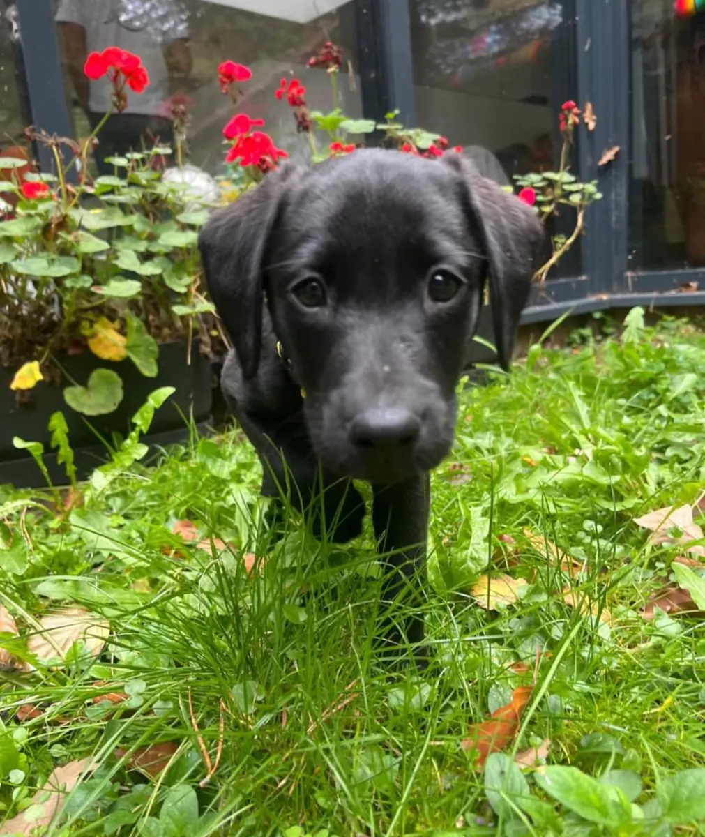 A Pittfield puppy at home with its new family