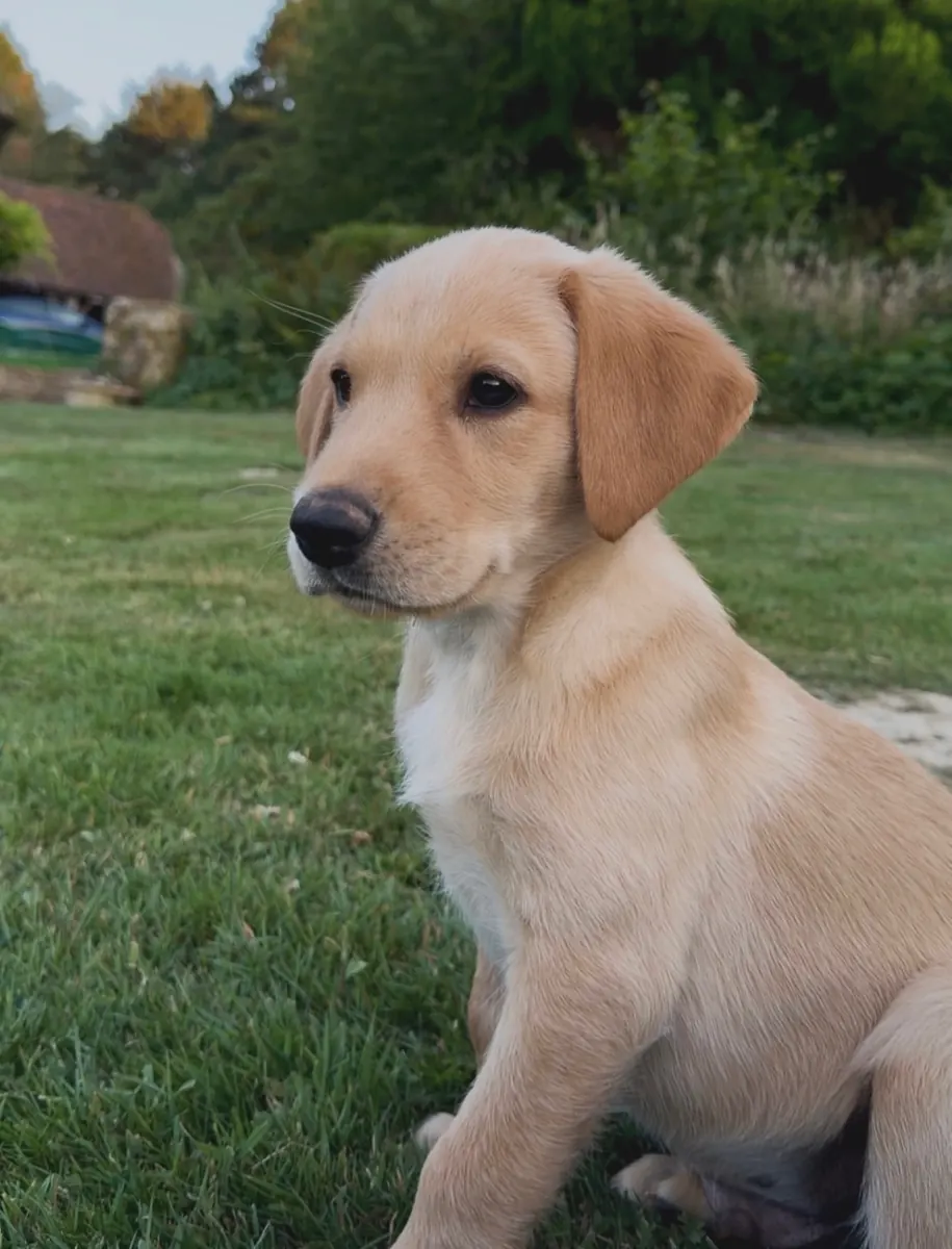 A Pittfield puppy at home with its new family
