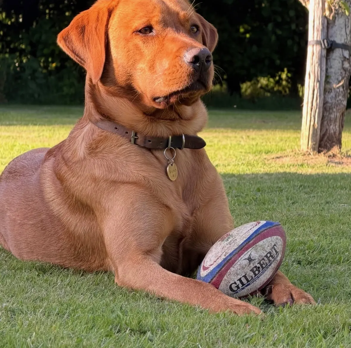 A Pittfield puppy at home with its new family