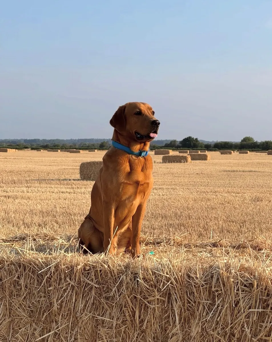A Pittfield puppy at home with its new family