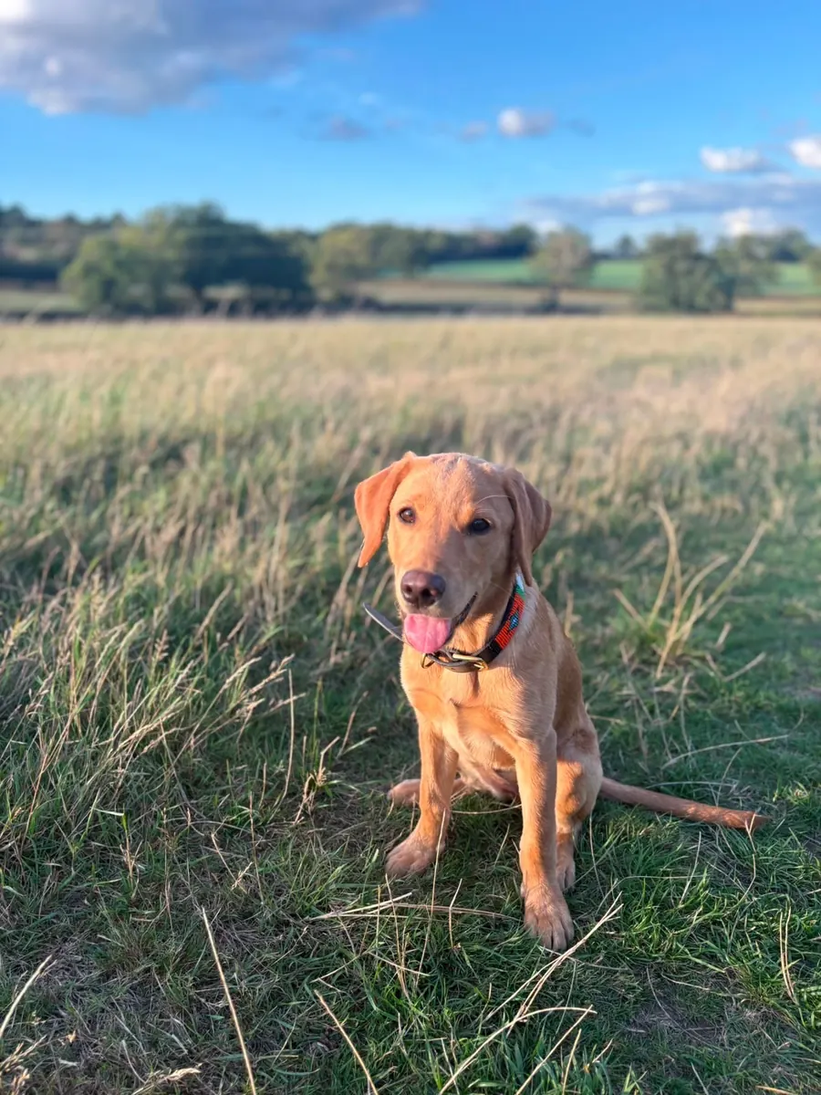 A Pittfield puppy at home with its new family