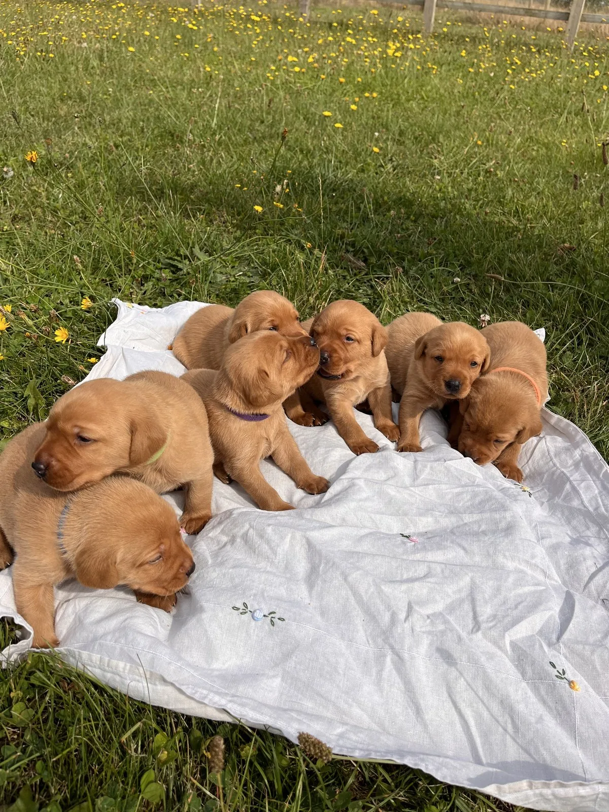 Pittfield Labrador puppies on the farm