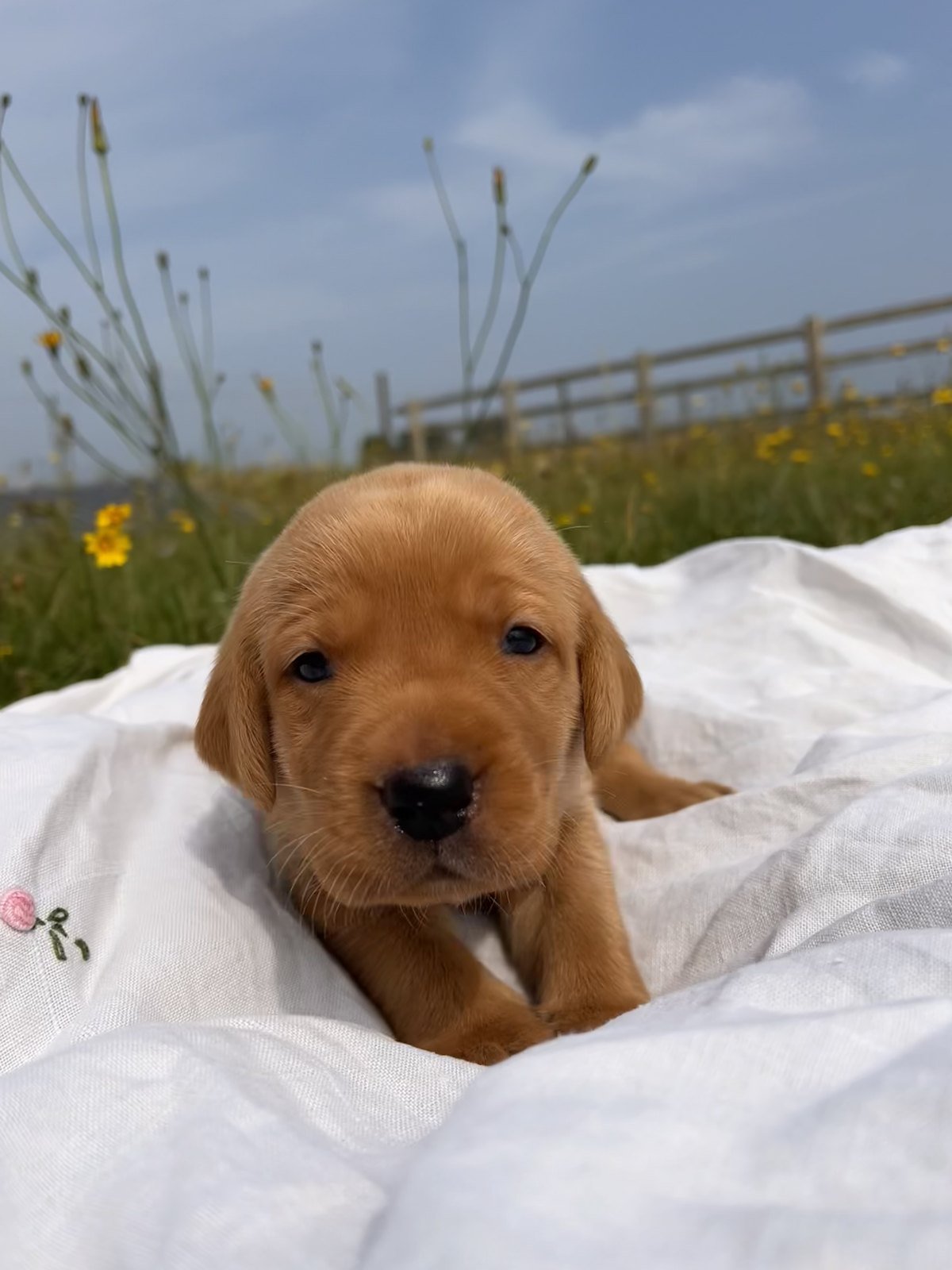 A fox red Labrador puppy from Bonnie's first litter looking up from the blanket