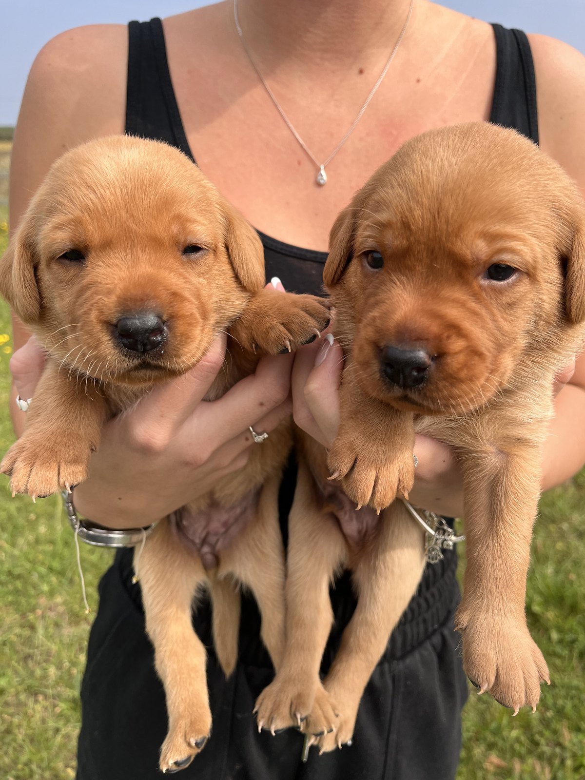 Two fox red Labrador puppies from Bonnie's first litter held up in the field