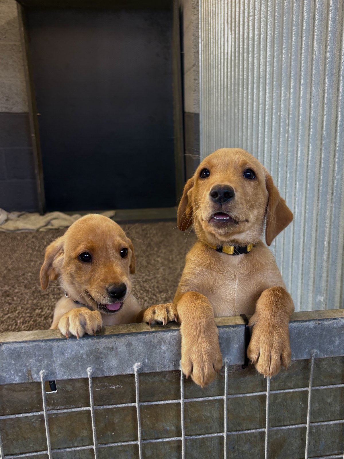 Two puppies from Bonnie's second litter with their paws up on the kennel door
