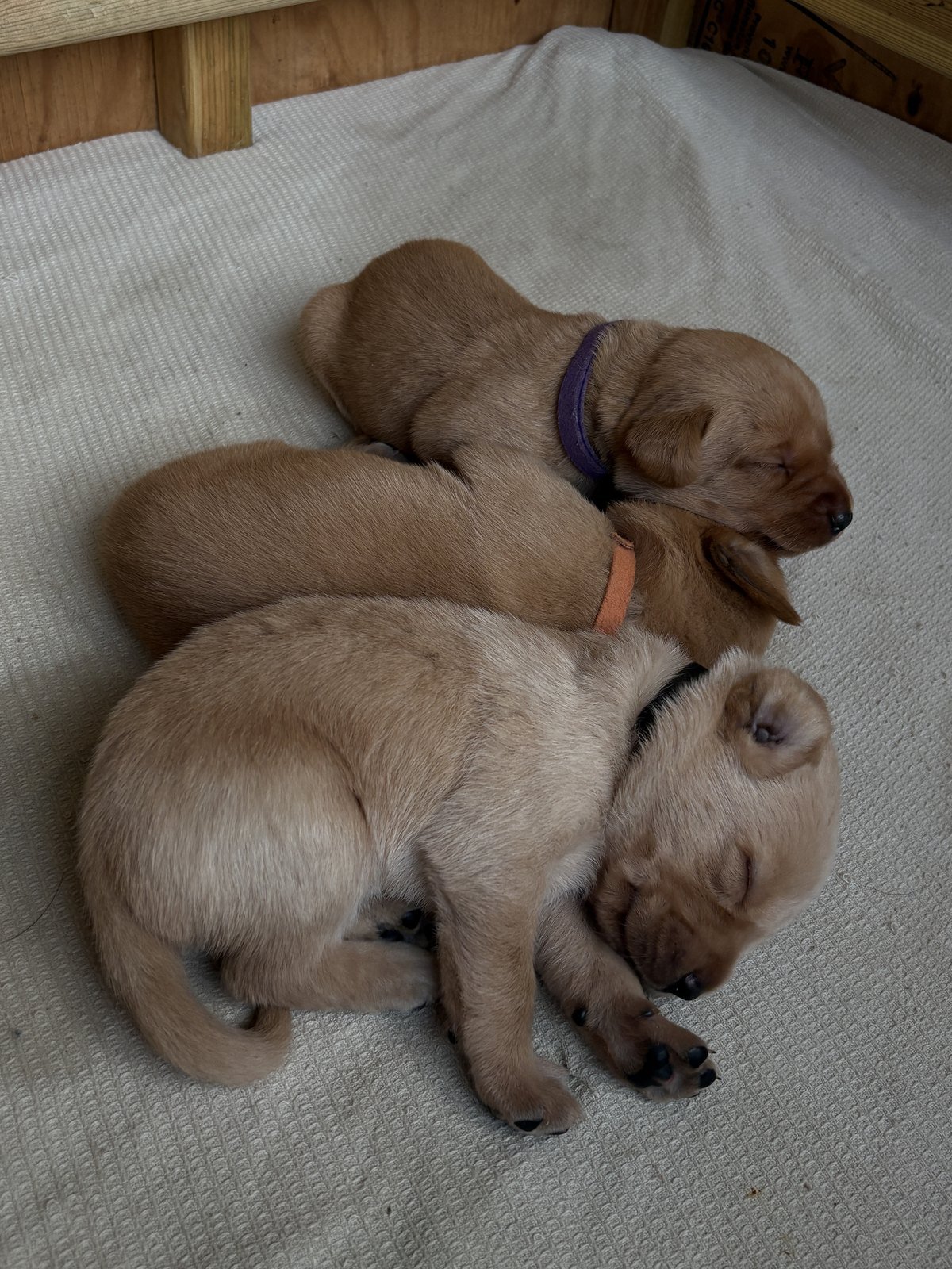 Three puppies from Bonnie's second litter asleep together in the whelping box