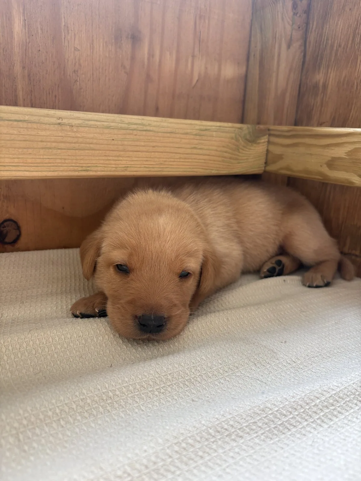 Pittfield Labrador puppies on the farm