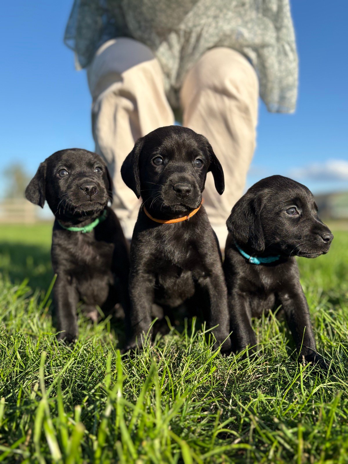Three black Labrador puppies in coloured collars sitting in the grass on a sunny day