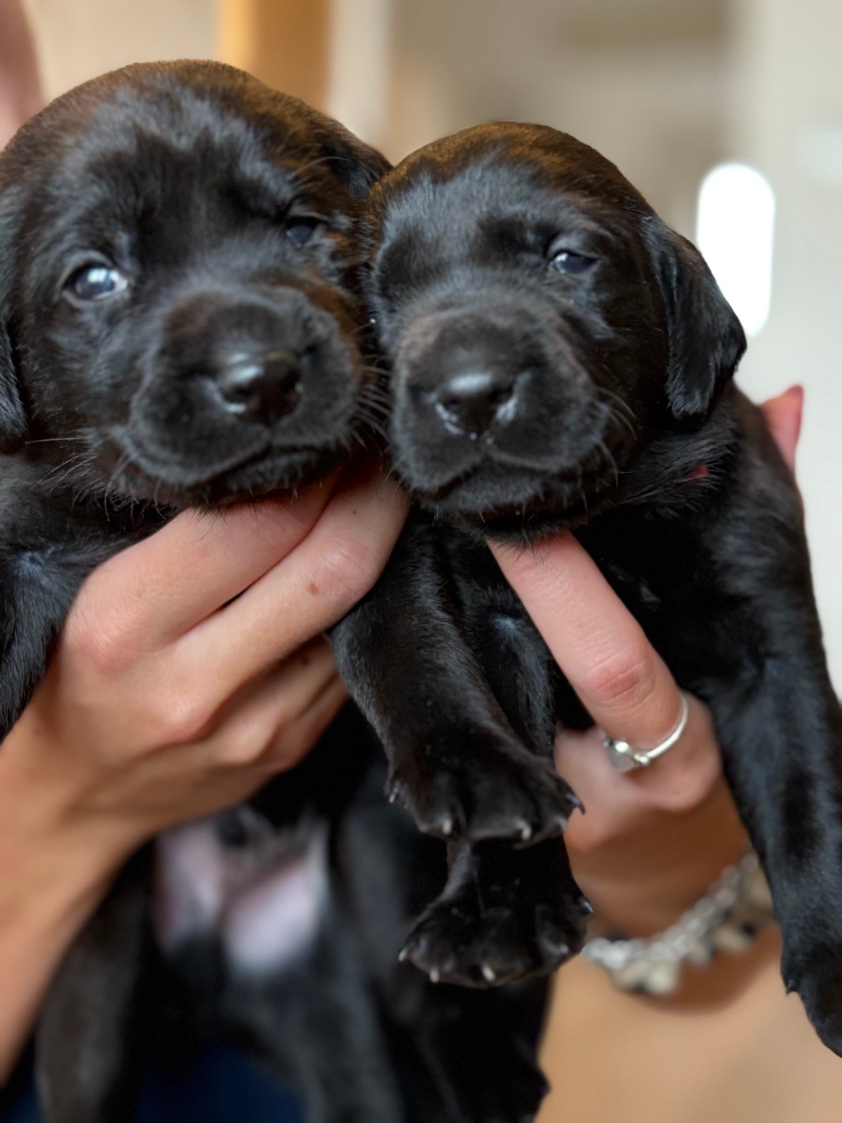 Two newborn black Labrador puppies from Senna's first litter held in cupped hands