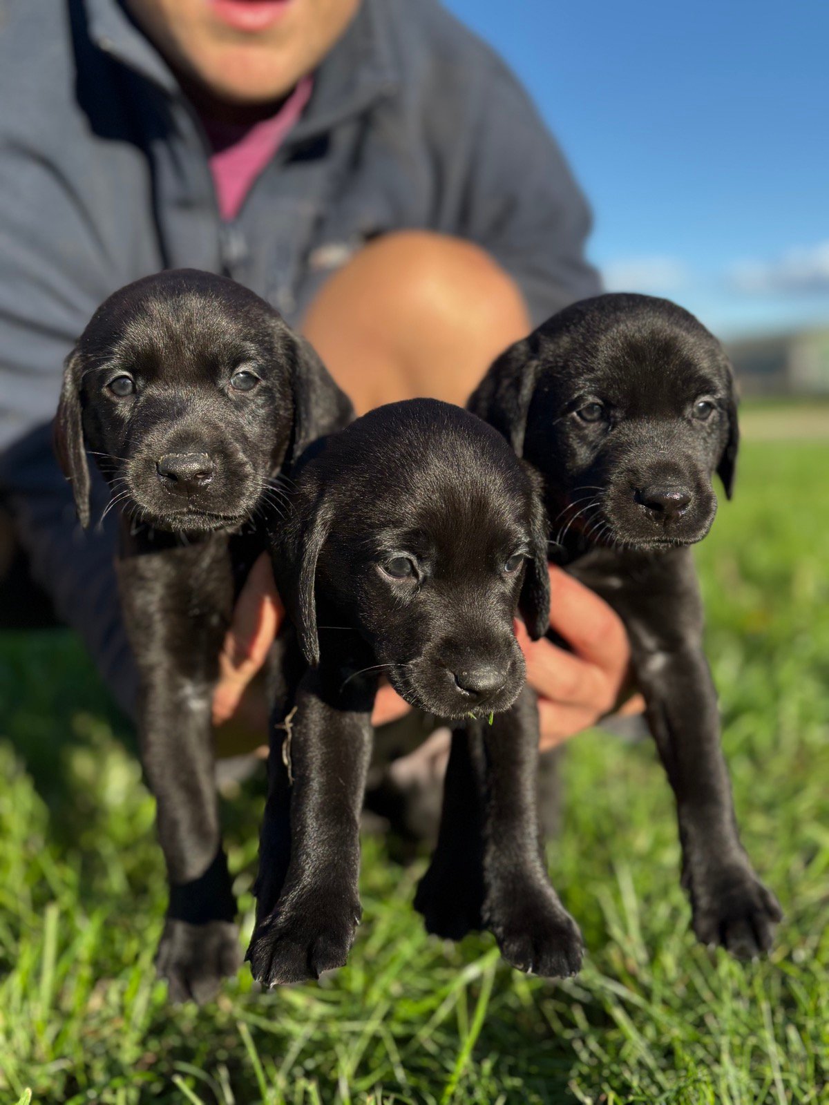 Three black Labrador puppies steadied in the grass by a kneeling handler