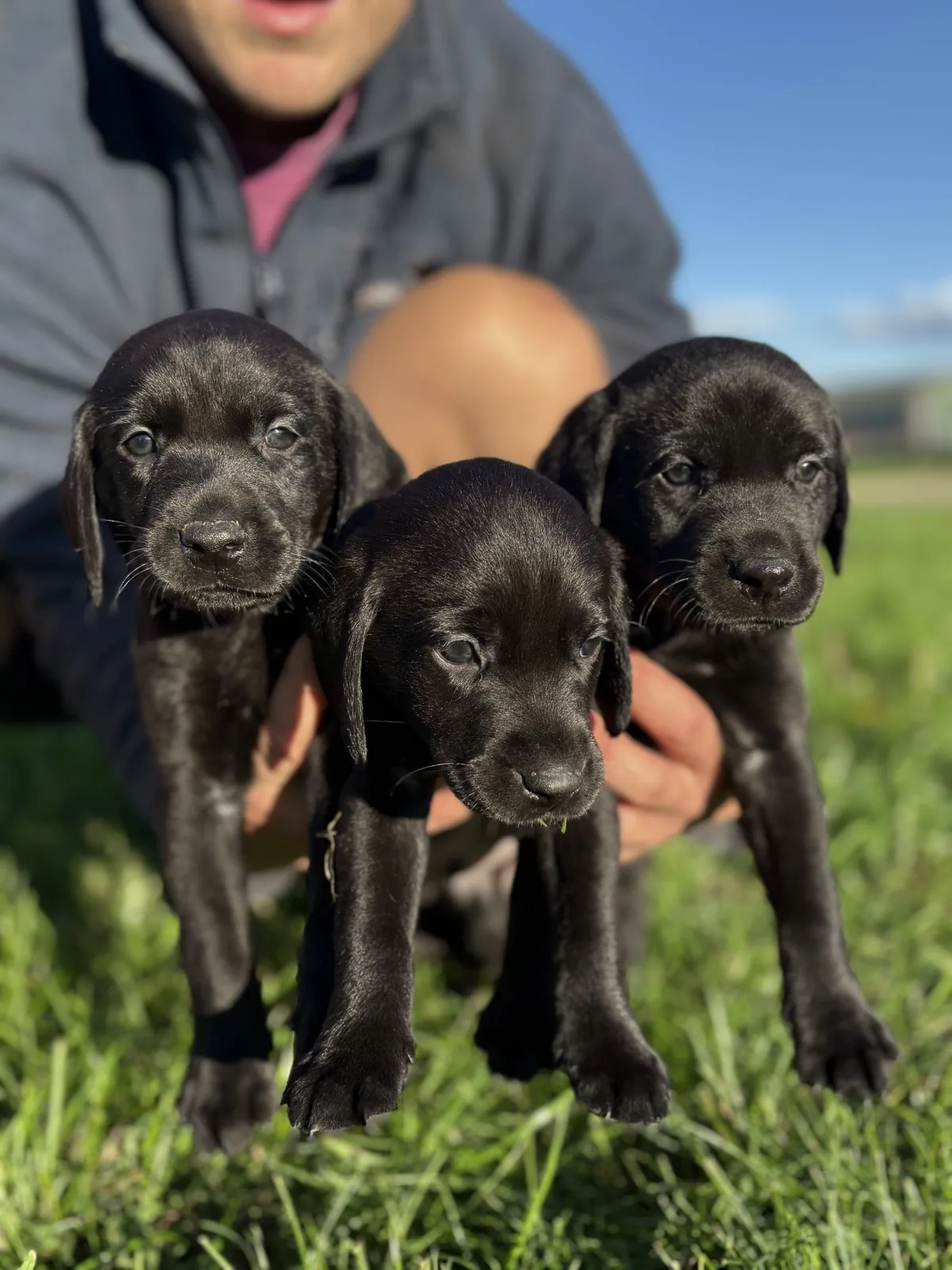 Pittfield Labrador puppies on the farm