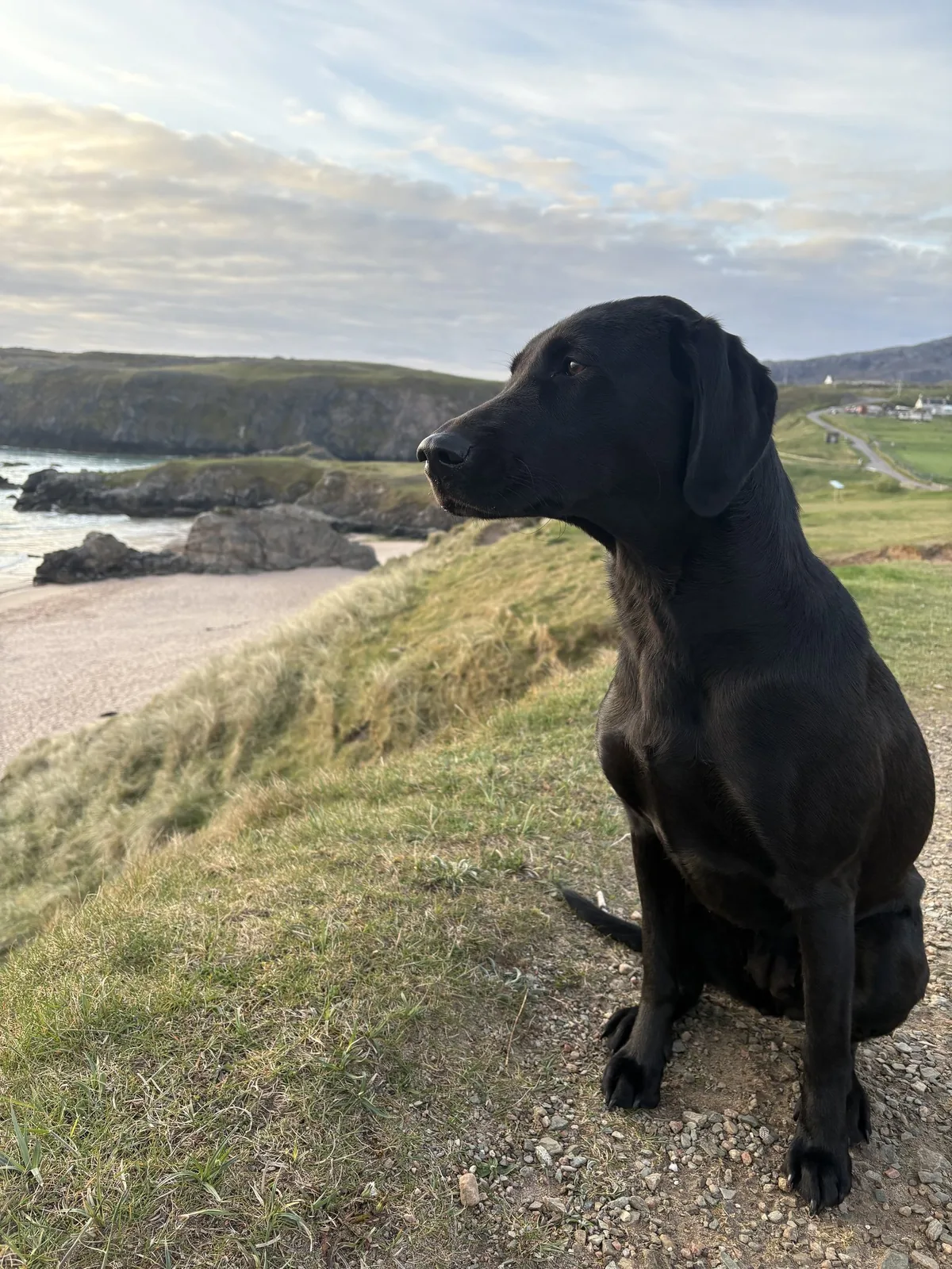 Senna, a black Labrador, working in the field