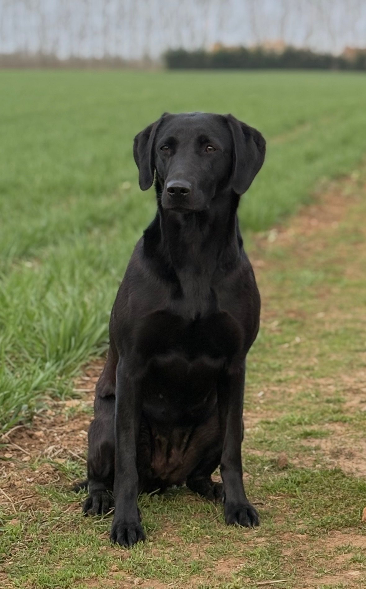 Senna sitting in a green field