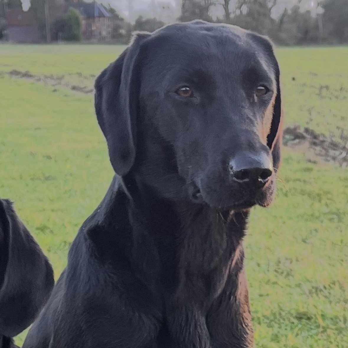 Close-up portrait of Senna in the field on a winter morning
