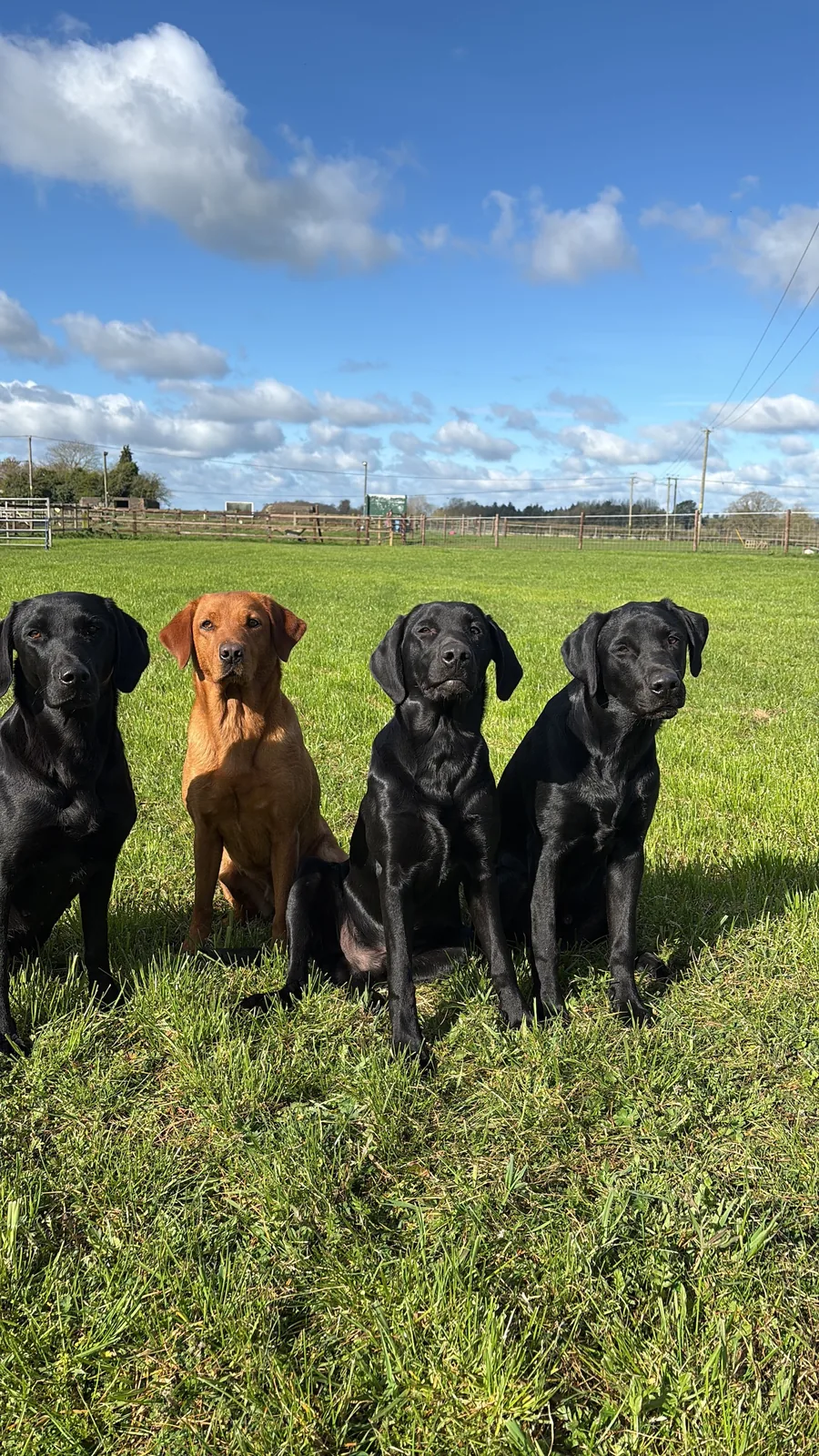 Life on the farm at Pittfield Gundogs