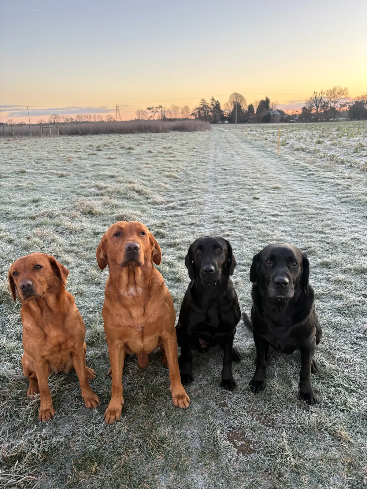 Life on the farm at Pittfield Gundogs