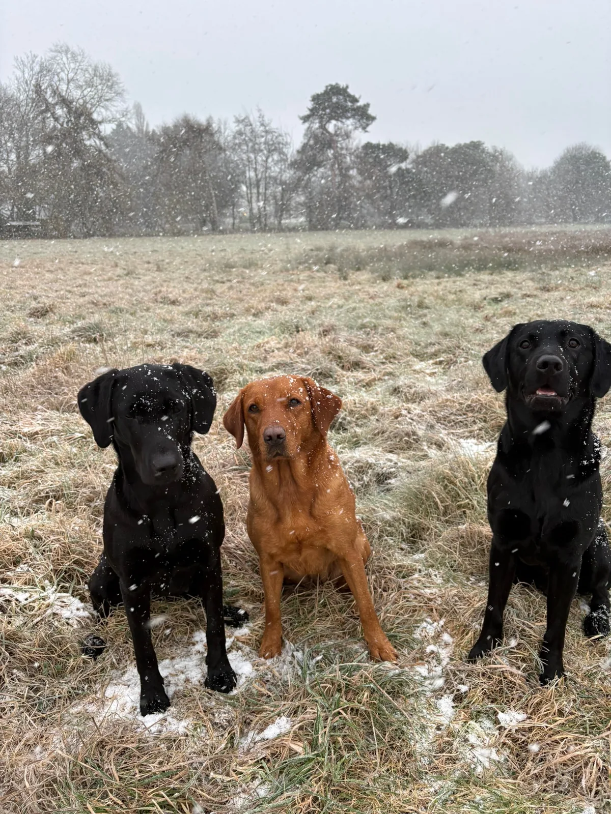 Life on the farm at Pittfield Gundogs