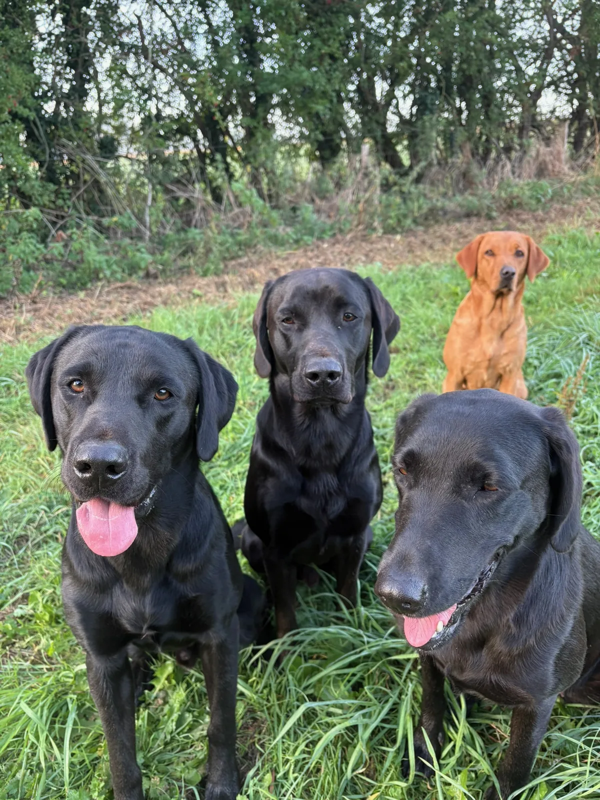 Three Pittfield Labradors close up in long grass
