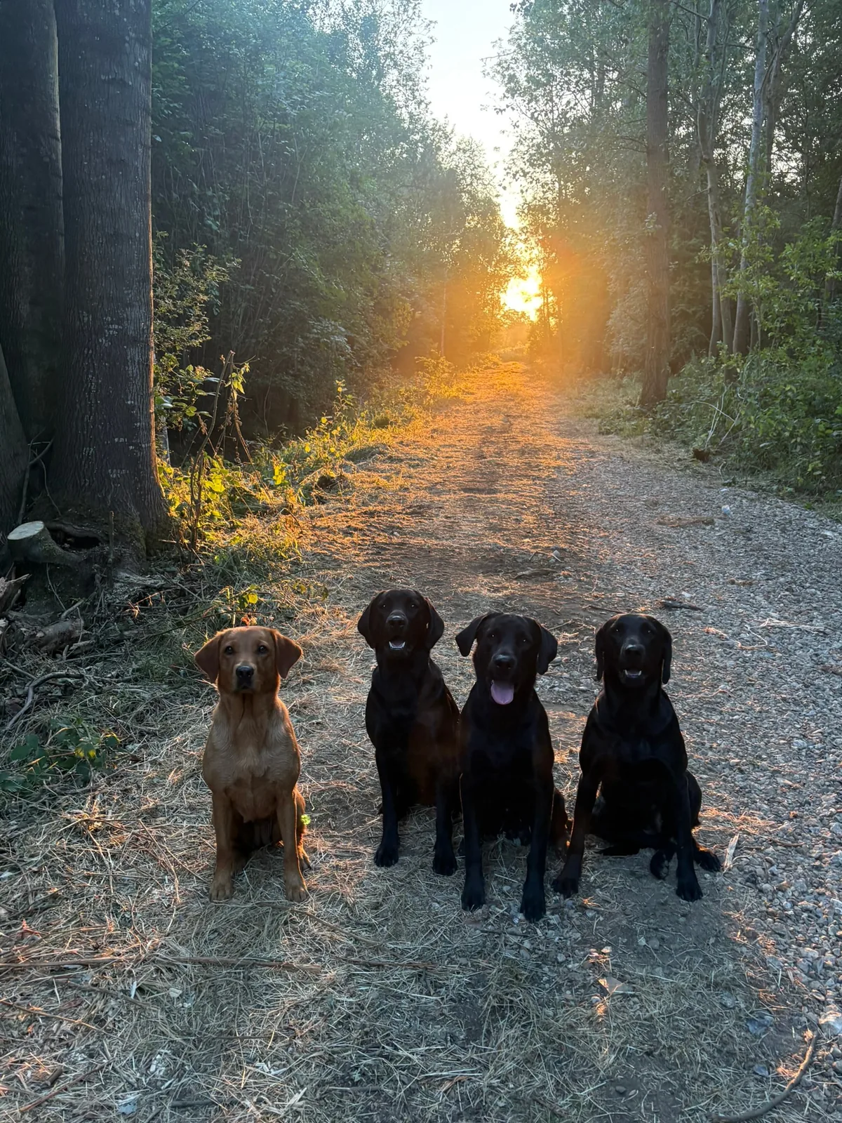 Labradors on a woodland track at first light